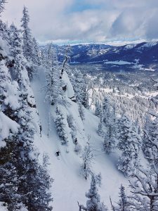 kelsey birkeland trees